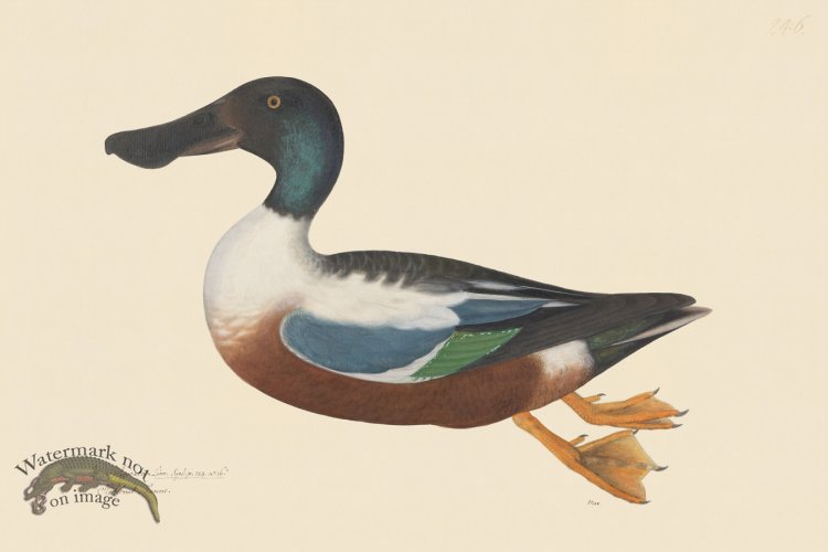 (image for) Rudbeck CFA 246 Shoveller