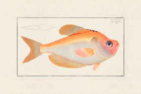 BLOCH FISH 169