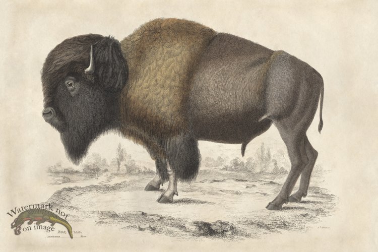 EJNH American Bison