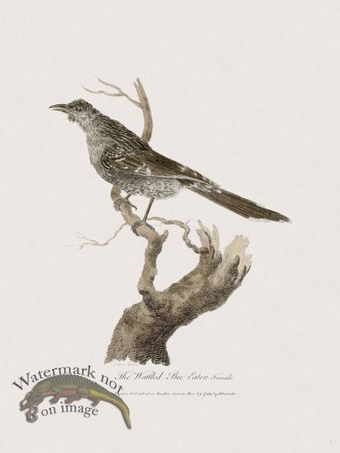 (image for) 7 New Holland Caffowary