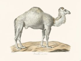 Cuvier 08 Female Reindeer