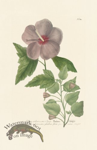 (image for) Weinmann PL 080