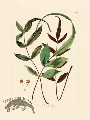 (image for) Hooker Fern 24