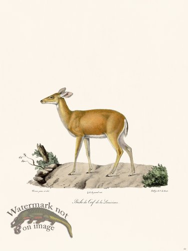 Cuvier 022 Louisiana Deer