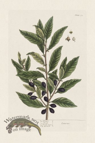 (image for) BEE 175 The Bay Tree