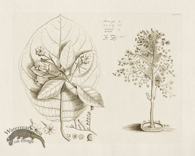 (image for) HORTUS VOL 04 47