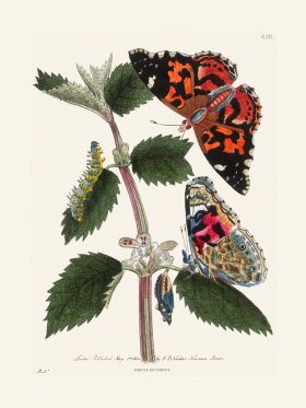 430 Thistle Butterfly