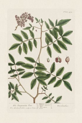 BEE 478 The Turpentine Tree