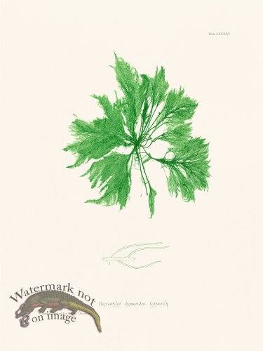 (image for) Bradbury Seaweed 185