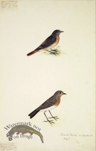 (image for) 67 Swedish Birds . Motacilla Rubecula, European Robin