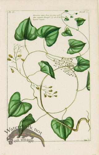 (image for) Buchoz Bot 56