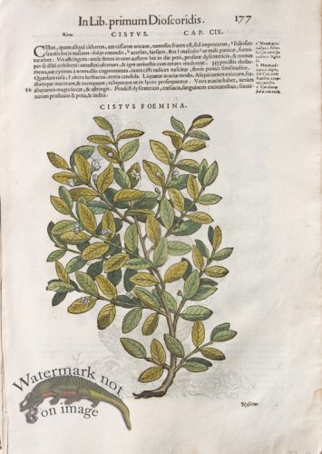 (image for) WB Botanicals 04