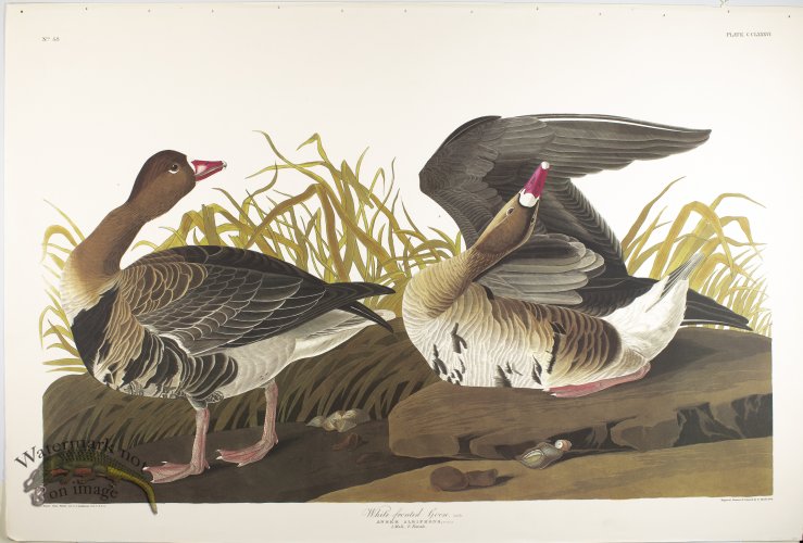 (image for) White-Fronted Goose