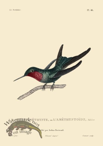 (image for) Humming Bird 46