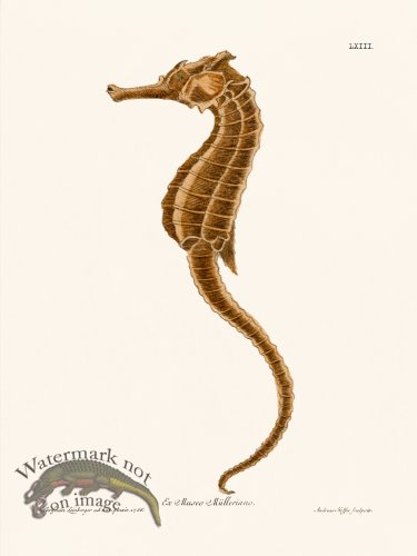 (image for) Knorr Sealife 63