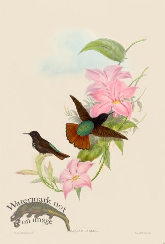 (image for) Gould Hummingbird 181