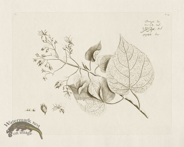 (image for) HORTUS VOL 02 25