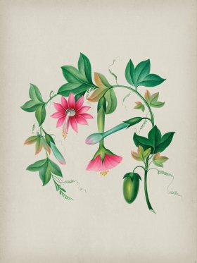 Andean Botanicals 003