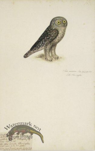 163 Swedish Birds . Strix passerina ? Eurasian Pygmy Owl