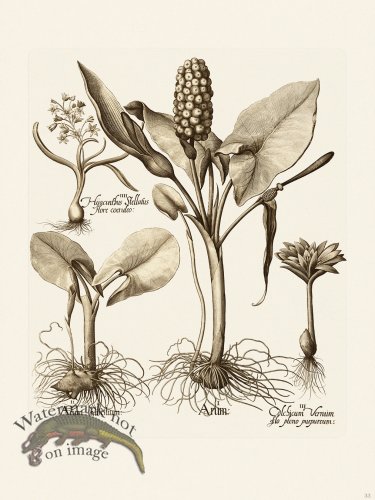 (image for) Besler 033 B1