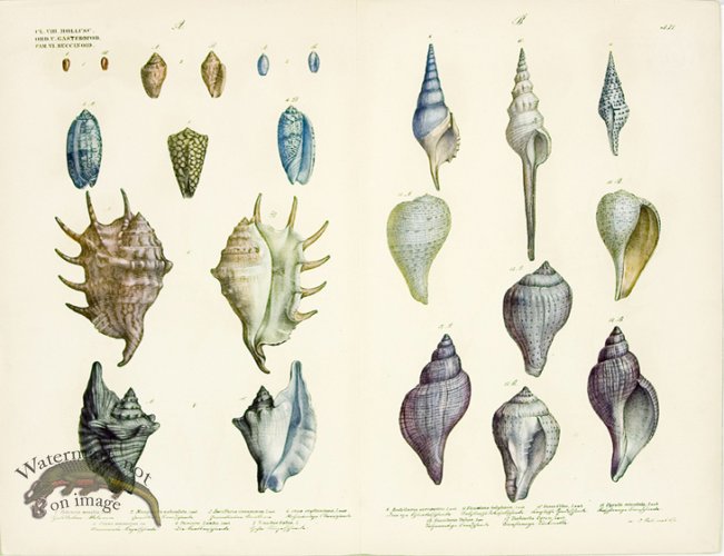 (image for) Goldfuss Sealife 15