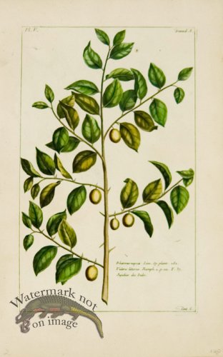 (image for) Buchoz Bot 22