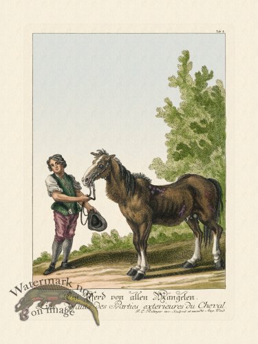 (image for) Ridingers Horses 04