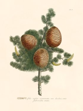 (image for) Trew Botanical 01