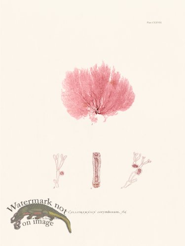 (image for) Bradbury Seaweed 128