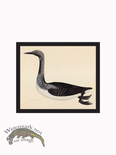 (image for) Rudbeck CFA_BF 33 Diver