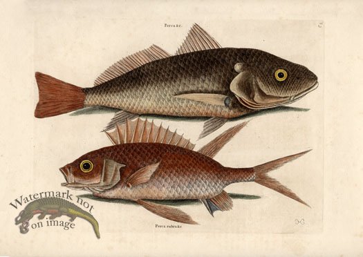 (image for) Catesby Fish 1