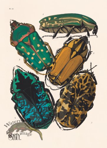 (image for) Seguy Bug 12