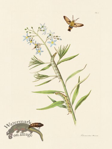 (image for) Abbot Butterfly 043