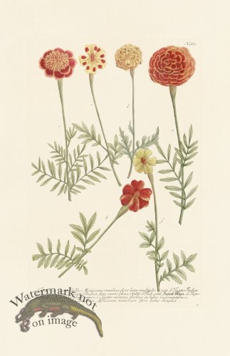 (image for) Weinmann PL 963