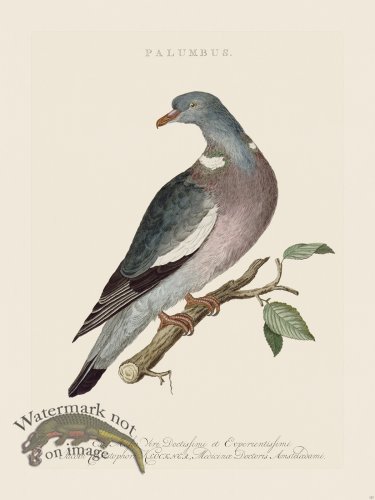 (image for) Nozeman Bird 123