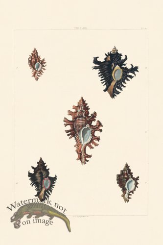 (image for) Perry Shell 06