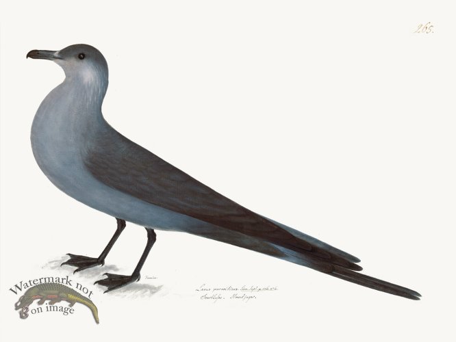 (image for) Rudbeck 265 Artic Gull 24x18