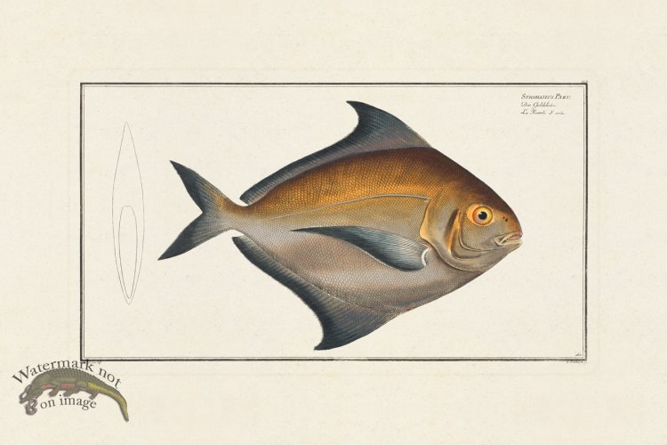 (image for) BLOCH FISH 160