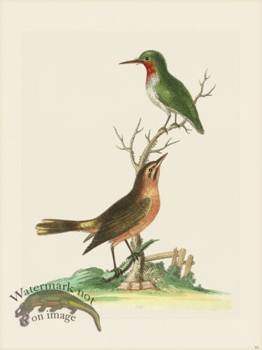 (image for) Edwards 121 American Nightingale