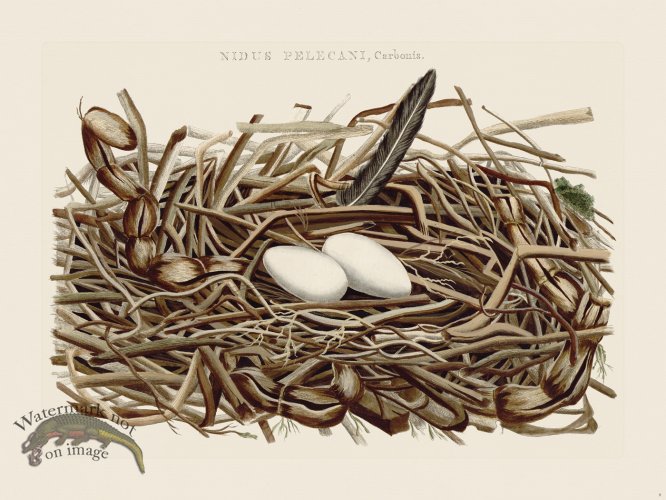 (image for) Nozeman Bird 008