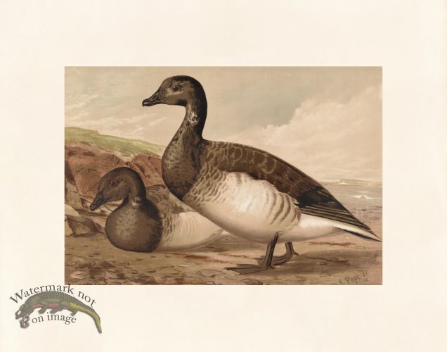 (image for) Pope 20 The Brant