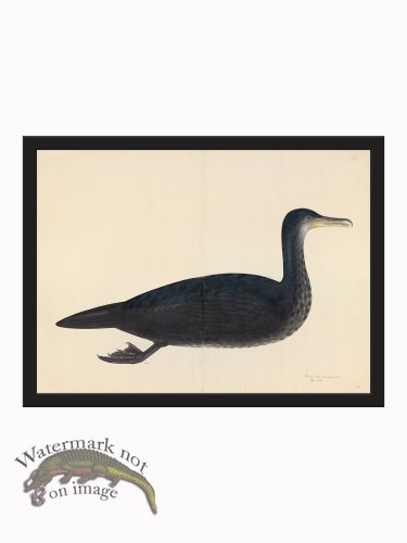 Rudbeck CFA_BF 11 COMORANT