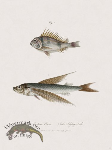 (image for) 52 New Holland Caffowary