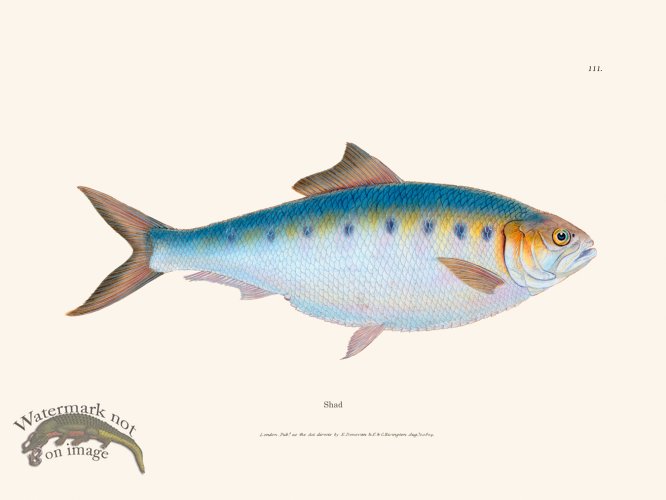 (image for) 111 Shad