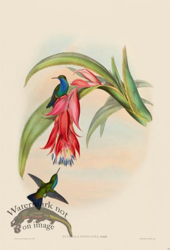 (image for) Gould Hummingbird 334
