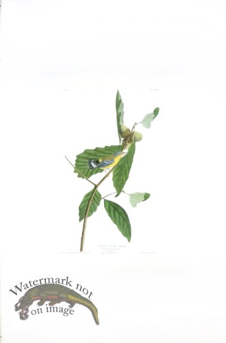 (image for) Black & Yellow Warbler