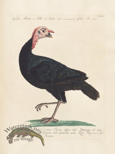 (image for) Manetti 225