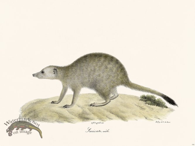 (image for) Cuvier 192 Male Juricate