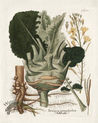 (image for) Turnip Cabbage