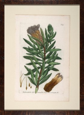 Weinmann Floated Burl 726 07